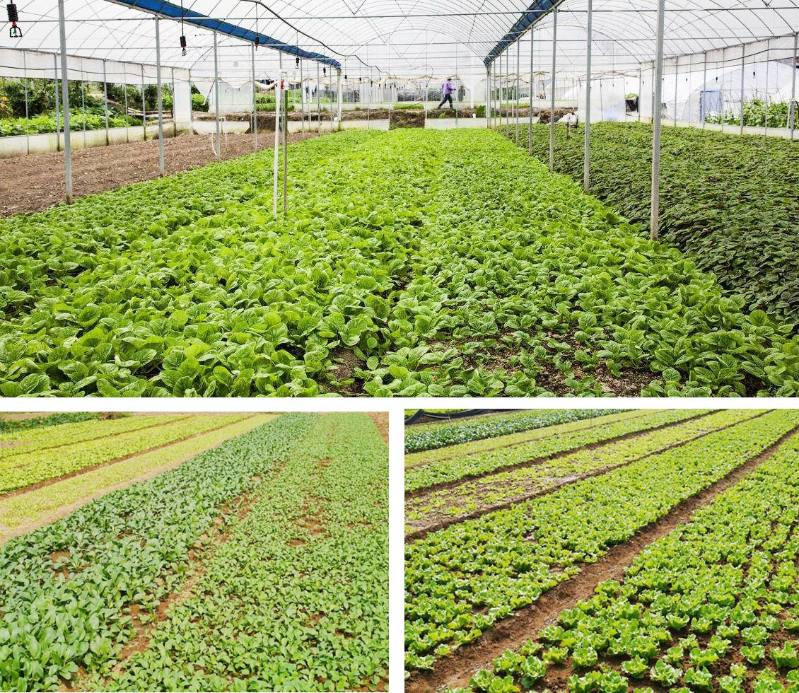 广西万乡河农业集团有限公司 