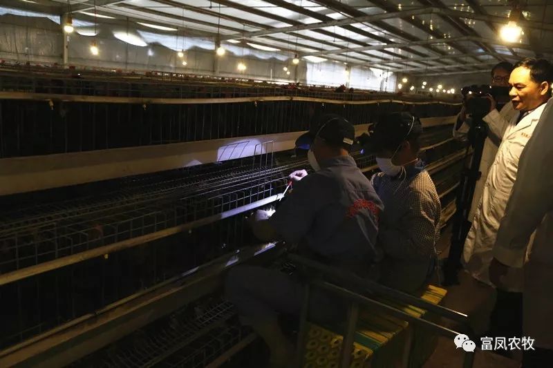 广西草莓视频下载网址农牧集团