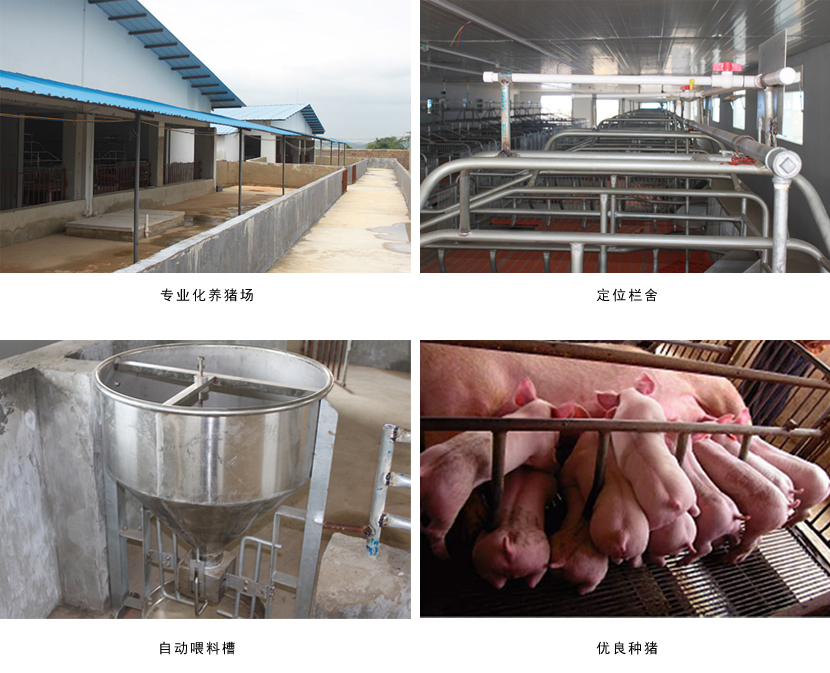 广西草莓视频下载网址农牧集团