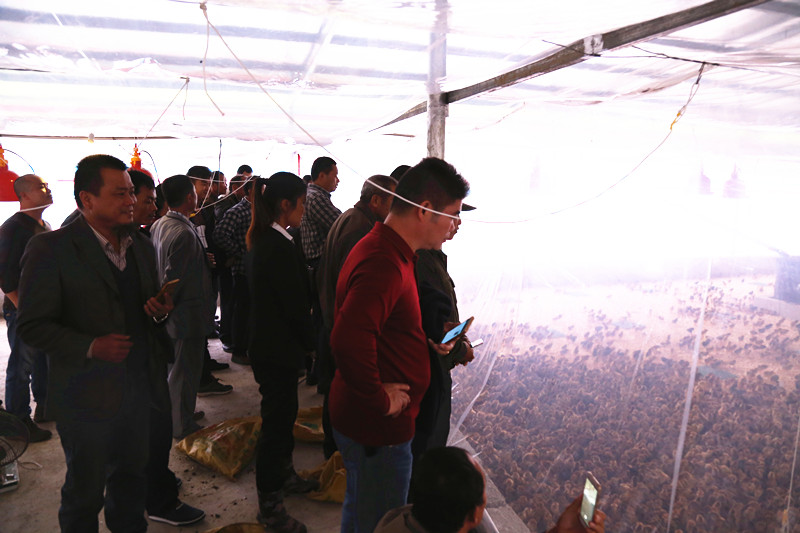 广西草莓视频下载网址农牧集团